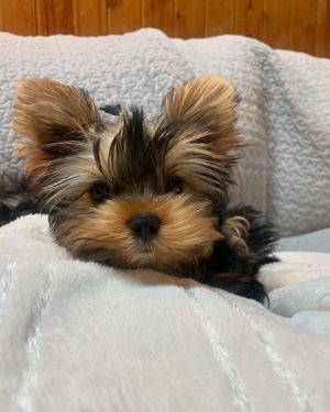 Erstaunlicher Yorkshire Terrier Welpe