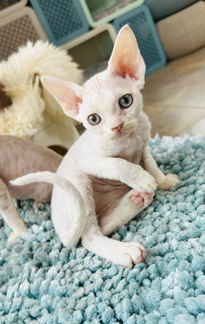  kitten Devon Rex Auszugsfertig Stammbaum aus Erbkrankheiten freienLin