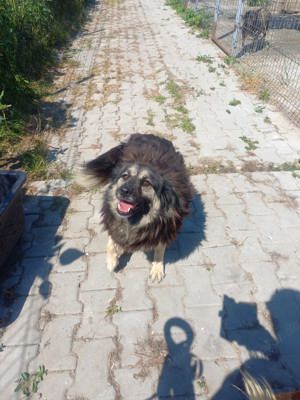 7 Jährige Mara sucht jemand, der sie gern krault Bild 5