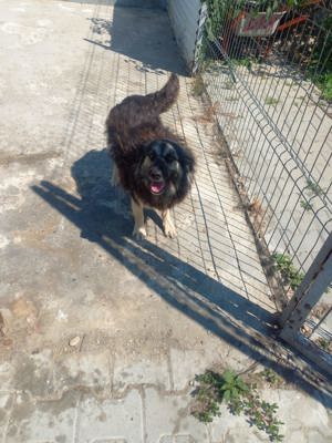 7 Jährige Mara sucht jemand, der sie gern krault Bild 8