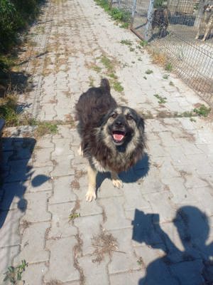 7 Jährige Mara sucht jemand, der sie gern krault Bild 3