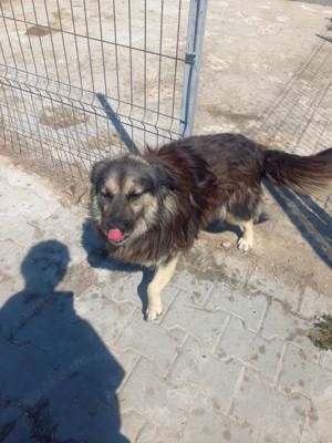 7 Jährige Mara sucht jemand, der sie gern krault Bild 6