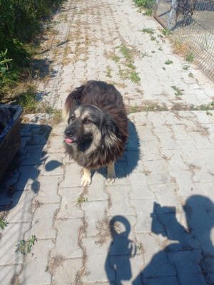 7 Jährige Mara sucht jemand, der sie gern krault Bild 4