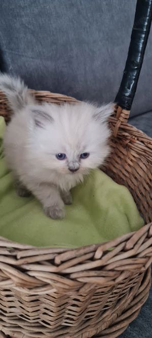 Ragdoll kitten Kätzchen 