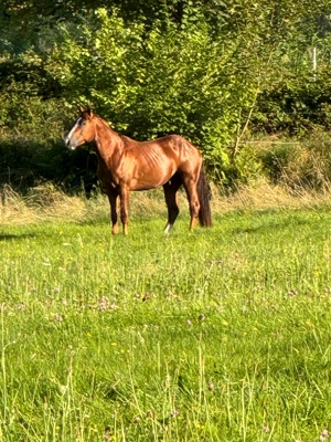 Quarter Horse Jungstute