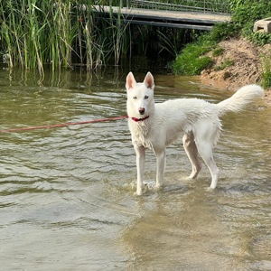 Husky Hündin abzugeben