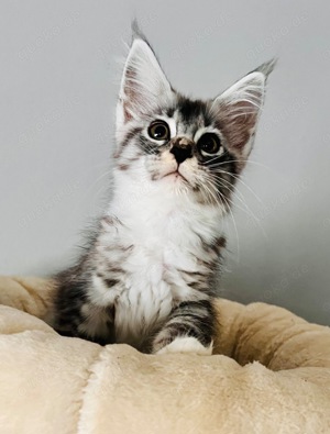 * Liebe Kräftige Coonie * Maine Coon Kitten Katze schöne Pinsel mit Stammbaum