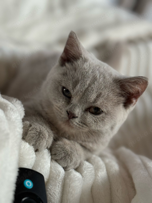 Bkh Kitten mit Wcf Stammbaum  dürfen auszieben 