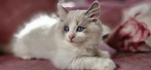 Ragdoll kitten 