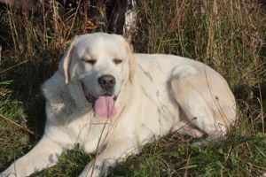 Familienhunde  Begleithunde aber auch Bauernhof Hunde! Mini Neufundländer Mix