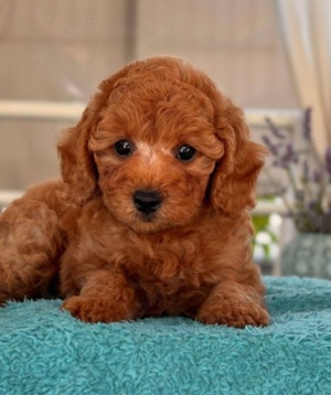 Maltipoo Welpen