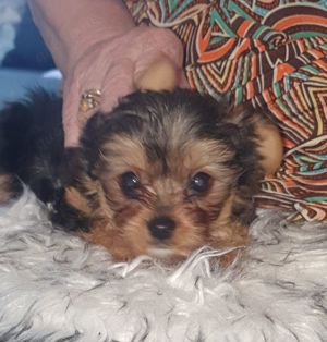 Yorkshire Terrier Welpen