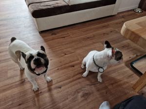 Suche ein Zuhause für meine 2 französischen Bulldoggen 