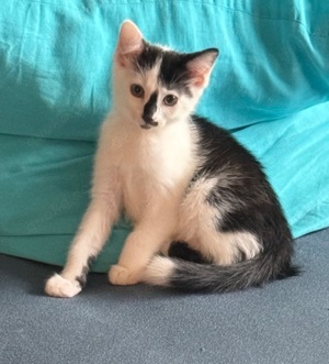 Maine Coon Mischlings Kitten