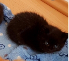 Maine-Coon Mix Kitten 