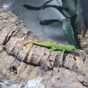 2 Phelsuma grandis Nachzuchten