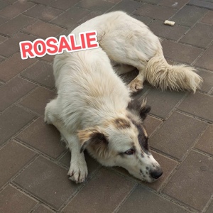 Rosalie sucht ein liebevolles Zuhause