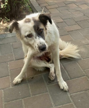 Rosalie sucht ein liebevolles Zuhause Bild 6