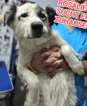 Rosalie sucht ein liebevolles Zuhause Bild 7