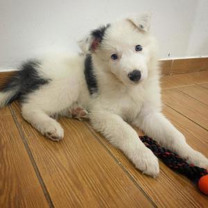 Wunderschöne Border Collie welpen