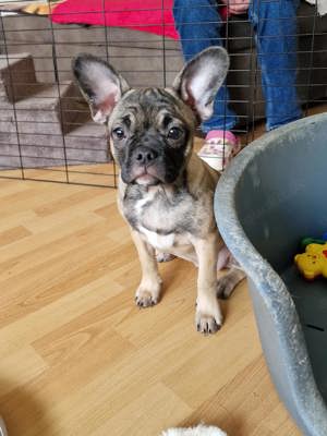 Französische Bulldogge Hybrid 