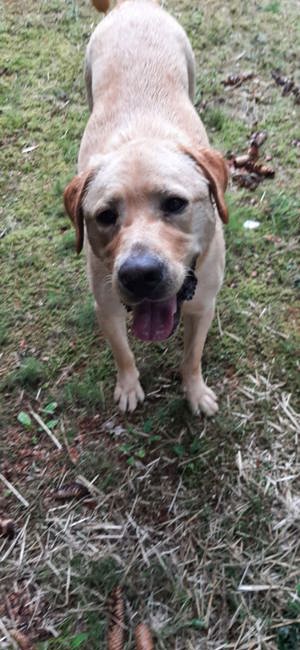 Labrador rüde abzugeben 