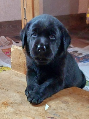 Süsse Reinrassige Labradorwelpen in Schwarz und Schoko 