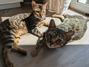 Bengalbrüder Bud und Terence 