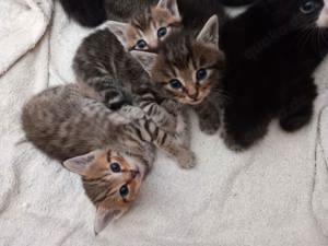 Main Coon Mix Kitten 