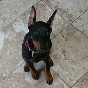 Dobermann Welpen suchen ein liebevolles neues zu Hause.