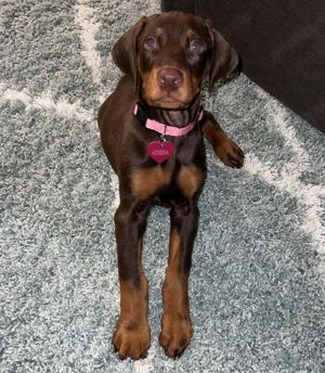 Dobermann Welpen suchen ein liebevolles neues zu Hause.