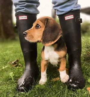 Wunderschöne Beagle Welpen ,reinrassig