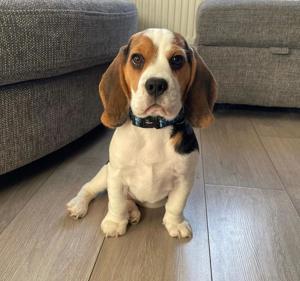 Wunderschöne Beagle Welpen ,reinrassig