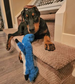 Dobermann Welpen suchen ein liebevolles neues zu Hause.