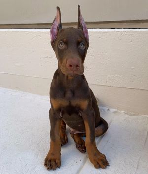 Dobermann Welpen suchen ein liebevolles neues zu Hause.