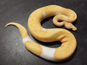 Banana-Pinstripe-Clown-Pied, 1,0 Männchen