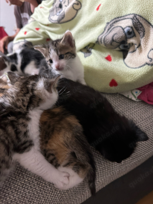 Maine-Coon mischlings Kitten