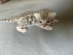 Bengal kitten Kater Blue Blau bei Abgabe Geimpft und Entwurmt Reinrassig 