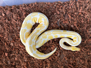 Königspython Albino 0.1 NZ 20