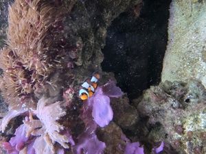 Anemonenfisch Snowflake