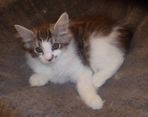 Maine Coon Kitten