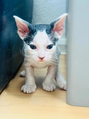 Cornish Rex   Sphynx Kätzchen