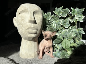 Reinrassige Canadian Sphynx Kitten