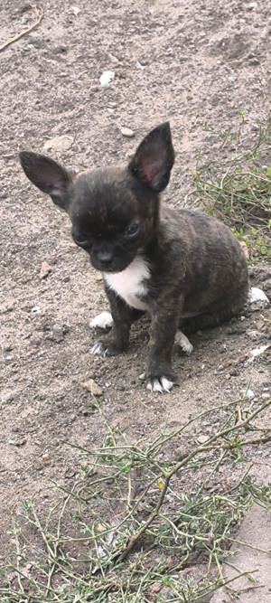 Verkaufe wunderschöne Chihuahua Jungs 