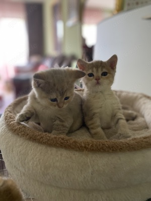 Zwei süße Bkh Kitten suchen ein neues liebevoll zu Hause 