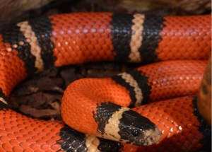 Königsnatter Lampropeltis Triangulum Sinaloe