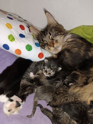 Maine Coon Babys abgabebereit 