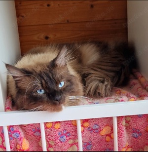 Maincoon Ragdoll Mix