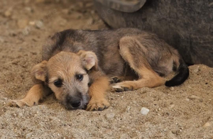 Welpe Hündin Cinderella *04 24 sucht Kuschelkörbchen