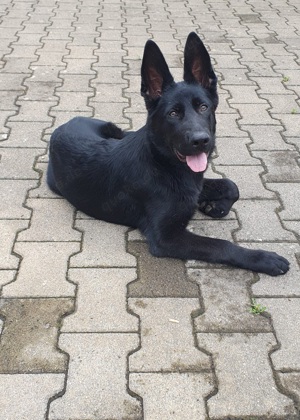 Deutsche Schäferhund Welpen schwarz 